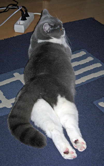 防线崩塌之夜，拉亚如何彻底撕碎秘鲁的铜墙铁壁