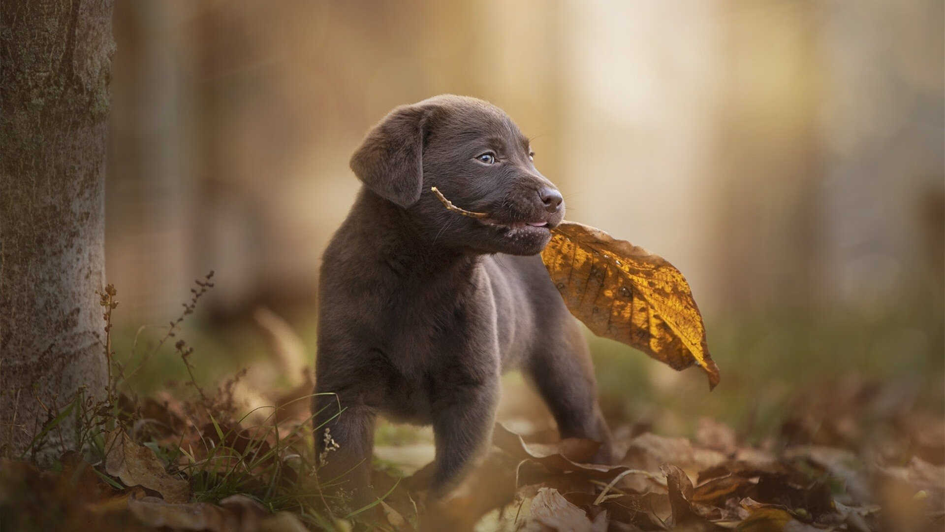 德罗赞的终场魔术，一记压哨绝杀如何定义年度焦点之战